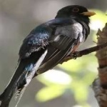 image of bird