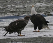 image of bald_eagle