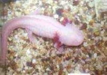 image of axolotl