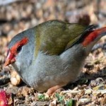 image of bird