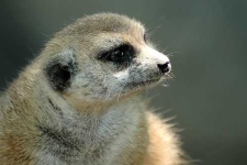 image of meerkat