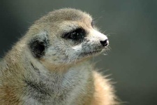 image of meerkat #17