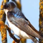 image of bird