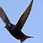 image of bird