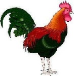 image of rooster