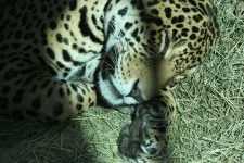 image of jaguar_car
