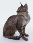 image of tabby