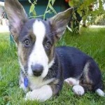 image of corgi #34