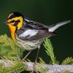 image of bird