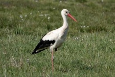 image of stork