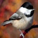 image of bird