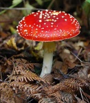 image of agaric