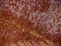 image of texture