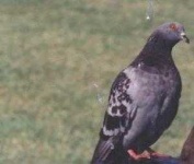 image of pigeon