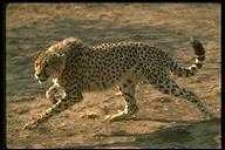 image of animal
