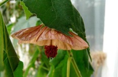 image of flower