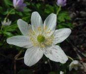 image of flower