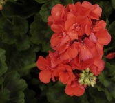 image of geranium #18