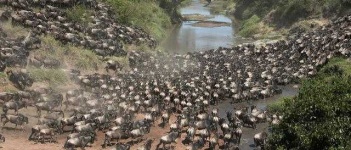 image of animal_migration
