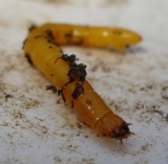 image of animal