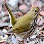 image of bird