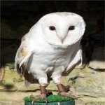 image of bird