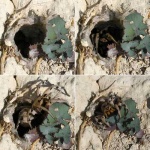 image of wolf_spider