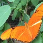 image of animal