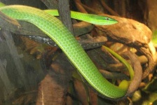 image of vine_snake