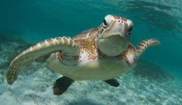 image of animal