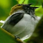 image of bird