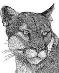 image of cougar_face
