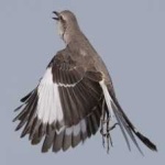 image of bird