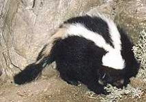 image of skunk