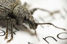 image of weevil