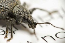 image of weevil #29