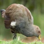 image of bird