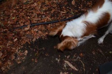 image of blenheim_spaniel