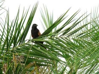 image of coucal