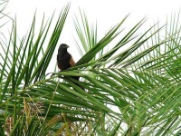 image of coucal #33