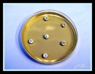 image of petri_dish
