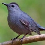 image of bird