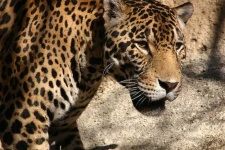 image of jaguar_car