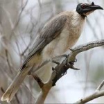 image of bird