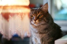 image of maine_coon #10