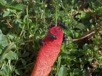 image of stinkhorn