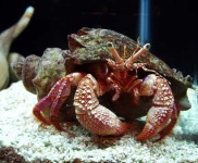 image of hermit_crab