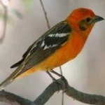 image of bird