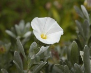 image of flower