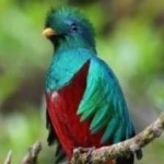 image of bird